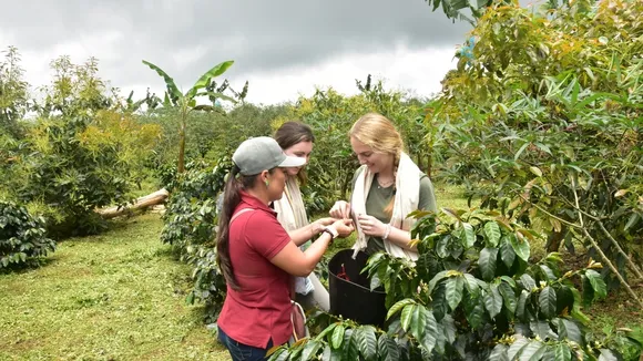 Revolutionizing Coffee Trade: Colombian Farmers Shift from Fairtrade to Direct Trade for Sustainability