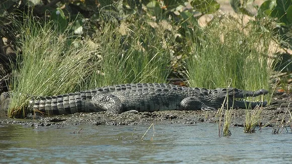 19 Fatalities, 20 Maimed in Crocodile Attacks on Lake Victoria's Shores, Tanzania Reports