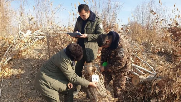 Uzbekistan Hikes Fines for Tree Damage, Targets Repeat Offenders and Valuable Species