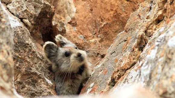 Endangered Magic Rabbit: The Ili Pika's Fight for Survival in China's Tian Shan Mountains