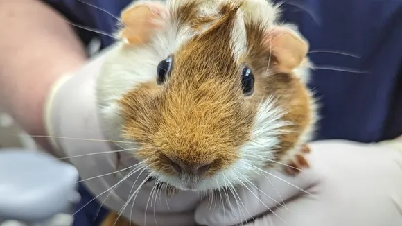 Six Neglected Guinea Pigs Found Dead in Guernsey, GSPCA Seeks Witnesses