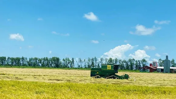 Essequibo Coast Rice Harvest Begins: Farmers Eye Higher Profits Amid Favorable Prices