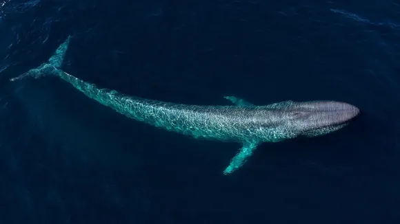 Majestic Blue Whales: Understanding Their Habitat, Behavior, and Conservation Challenges