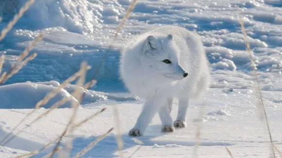 Norway's Bold Move: Reviving Arctic Fox Populations Amidst Climate Challenges