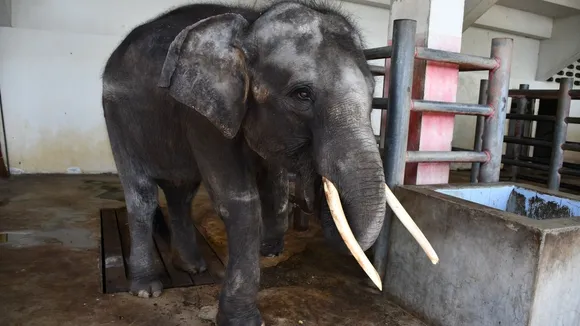 Unveiling Thailand's Dark Tourism Trade: Captive Elephant Breeding for Entertainment