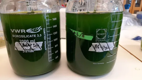 Swedish Researchers Discover Bioplastic Solution Using Nordic Microalgae and Wastewater