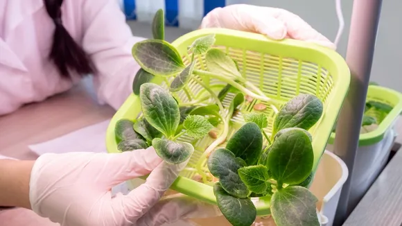 Japanese Researchers Pioneer Plasma Technology for Eco-Friendly Hydroponic Farming