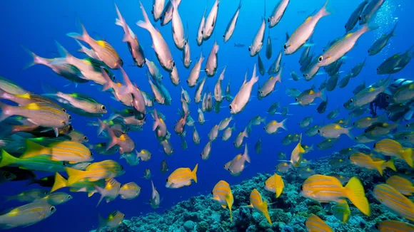 Revolutionizing Marine Biology: James Cook University Unveils Surprising Coral-Fish Relationship