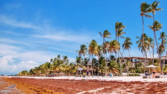 United Forces: Dominican Republic Invests $1M in Sargassum Seaweed Solutions