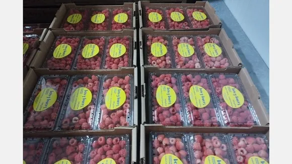 Mexico's Raspberry Supply Rebounds: Increased Production and Stable Prices Ahead