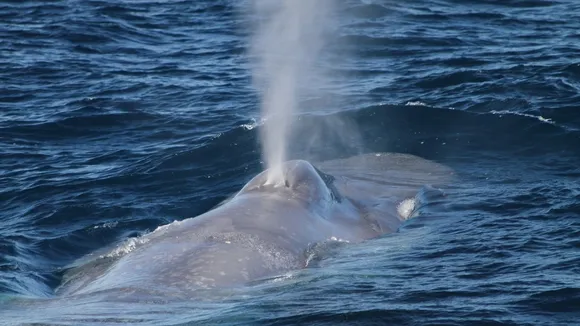 Blue Whale Recovery Faces Human Threats: Study Reveals Population Challenges and Hope