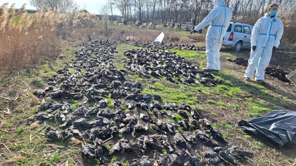Mass Bird Poisoning in Serbia: Protected Species Dead Near Kikinda, Environmental Crisis Unfolds