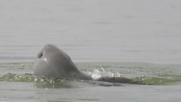 Tragedy in the Mekong: The Silent Toll of Illegal Fishing on Cambodia's Irrawaddy Dolphins