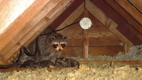 Startling Encounter: Canada Homeowner Discovers Raccoons in Attic Amid Rising Urban Wildlife Interactions