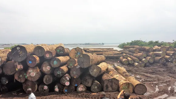 Global Illicit Timber Trade Scandal Exposed in Douala Seaport Scandal
