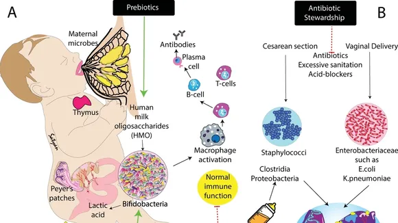 Infant Gut Bacteria's Role in Serotonin Production: Shielding Against Allergies, Autoimmune Diseases