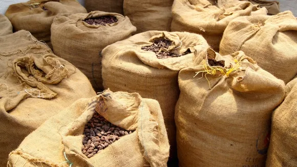 Venezuelan Cocoa Takes Global Stage: 300 Tons Shipped to Europe and Asia