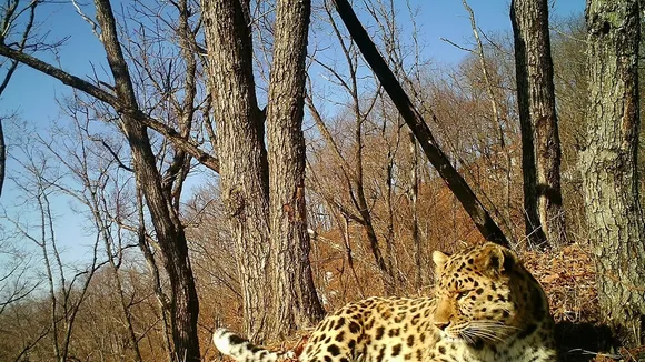 Amur Leopard: Brink of Extinction, Conservation Efforts in Russia's Far East