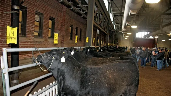 Revolutionizing Cattle Breeding: Selecting Bulls for High-Quality Beef and Efficient Feed Utilization