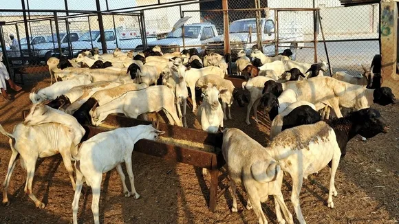 Qatar Launches Lamb Meat Subsidy Initiative for Ramadan: Supporting Local Production and Ensuring Price Stability