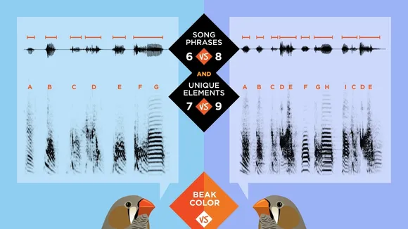 Machine Learning Unveils Complexity in Zebra Finch Courtship Songs, Shaping Mate Selection