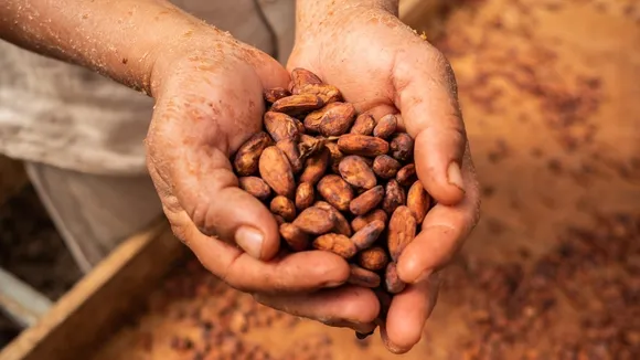 Global Cocoa Crisis: Guan Chong Scouts Worldwide as Weather, Disease Ravage West African Crops