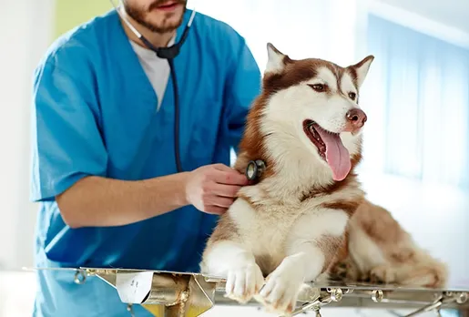 Revolutionizing Veterinary Care: The Rapid Growth of Companion Animal Diagnostics