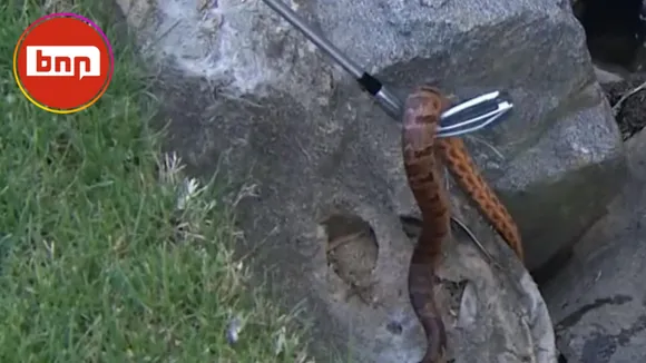 Rickie Fowler picks up snake with golf club at Wells Fargo Championship