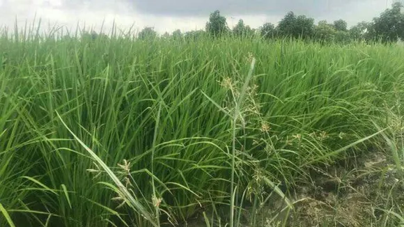 Taliban in Herat Block Rice Cultivation and Prohibit Deep Wells to Conserve Water Resources, Sources Report