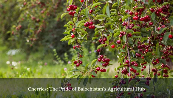 Cherries: The Pride of Balochistan's Agricultural Hub