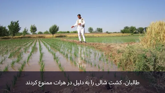 Taliban Bans Rice Farming Due to Water Shortage in Herat