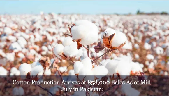 Cotton Production Arrives at 858,000 Bales As of Mid July in Pakistan: