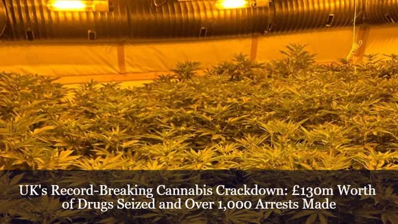 UK's Record-Breaking Cannabis Crackdown: £130m Worth of Drugs Seized and Over 1,000 Arrests Made