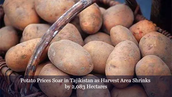 Potato Prices Soar in Tajikistan as Harvest Area Shrinks by 2,083 Hectares