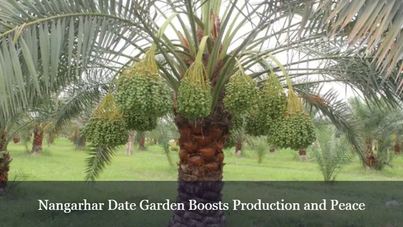 Nangarhar Date Garden Boosts Production and Peace