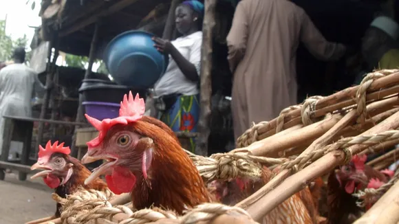 Niamey Declared Infected Zone Following H5N1 Bird Flu Outbreak
