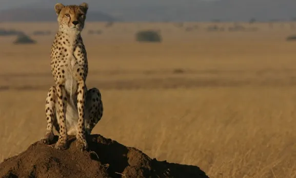 Sprinting Towards Extinction: Global Crash In Cheetah Numbers