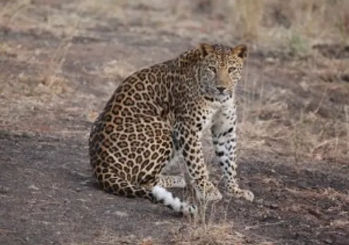 How The Leopard Lost Its Spot