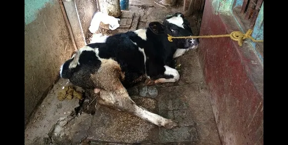Shocking Treatment Of Dairy Cows & Buffaloes: Report