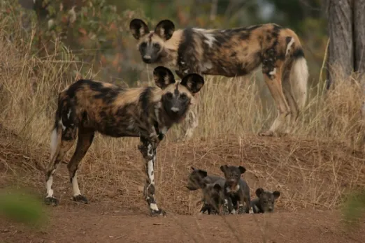 Hot Dogs: Is Climate Change Impacting Populations Of African Wild Dogs?