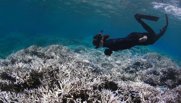 Is Nanotechnology a Solution to Restoring Reefs?