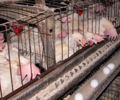 Compass Group Commits To Sourcing Only Cage-Free Eggs In Global Supply Chain