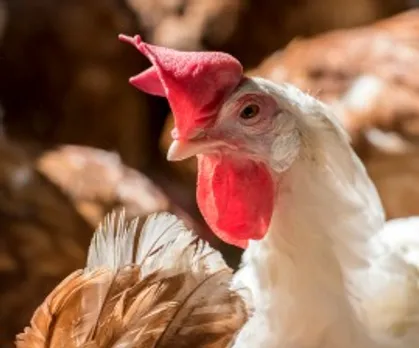Burger King Commits To 100 Percent Cage-Free Eggs