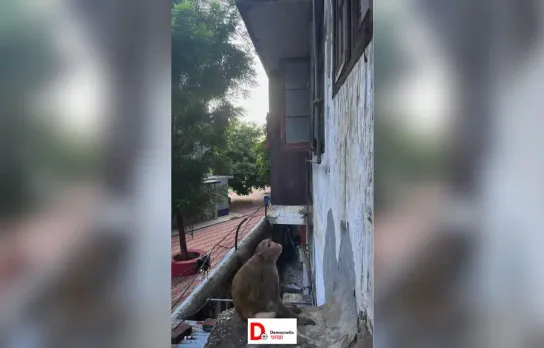 पटना में बंदरों का आतंक बढ़ा, सूचना के बाद भी विभाग की पहल नहीं