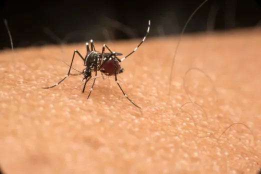 झारखंड: चतरा में डेंगू का प्रकोप, एक दिन में 14 मरीज अस्पताल में भर्ती