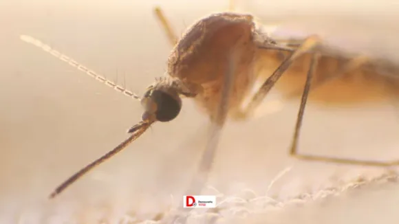 बिहार में रिकॉर्ड तोड़ डेंगू का प्रकोप जारी, 7 दिनों में हजार का आंकड़ा पार