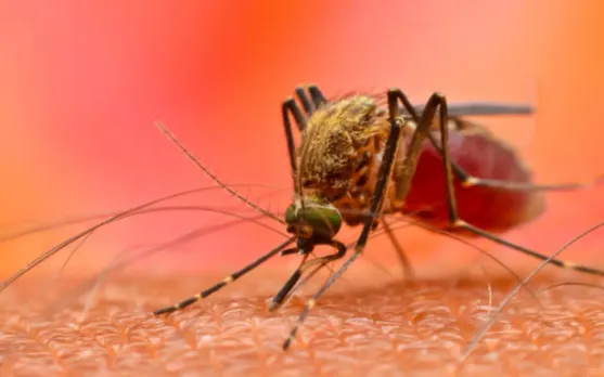 बिहार में 13 हजार से ज्यादा डेंगू के मरीज, त्योहारों के दौरान बढ़े डेंगू के मामले