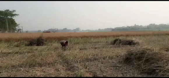 बिहार में पैक्स धान अधिप्राप्ति के बाद भी नहीं कर रही भुगतान, किसान परेशान