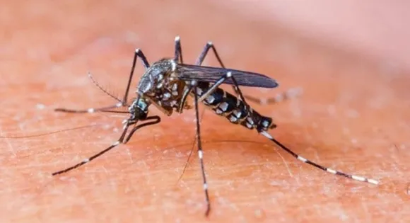 Dengue Recovery Tips