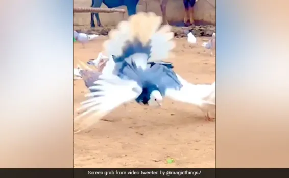 Viral Video